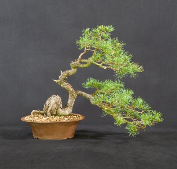 Japanese White Pine