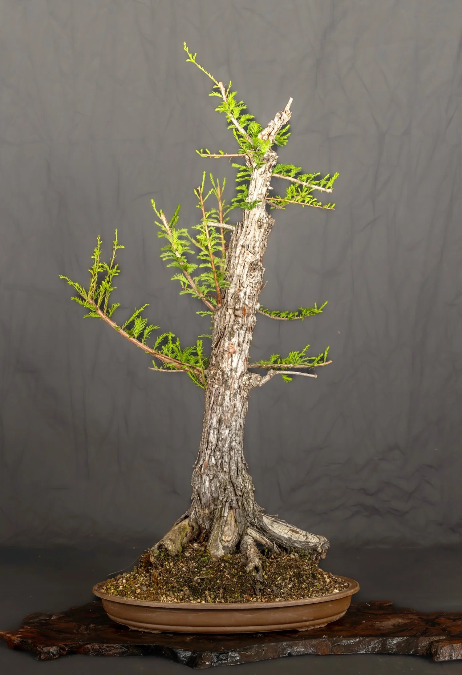 Dawn Redwood