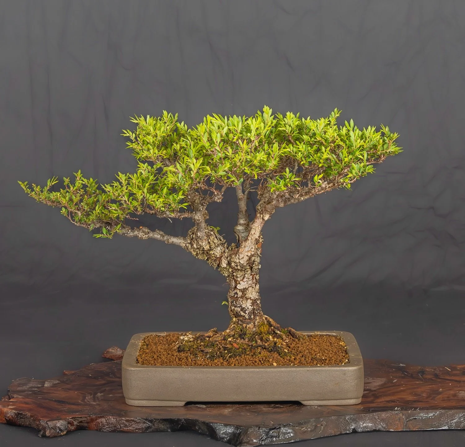 Elm