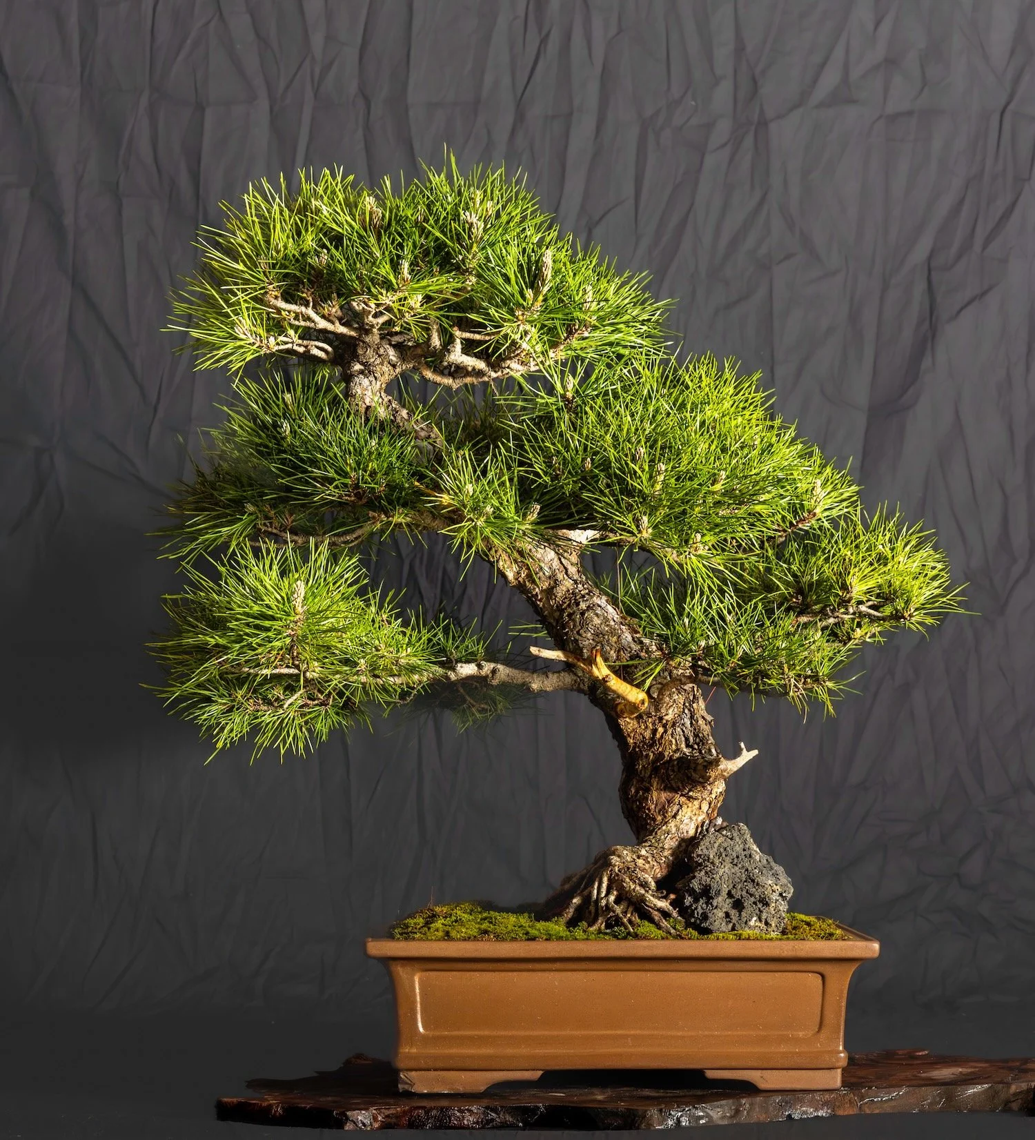 Black Pine