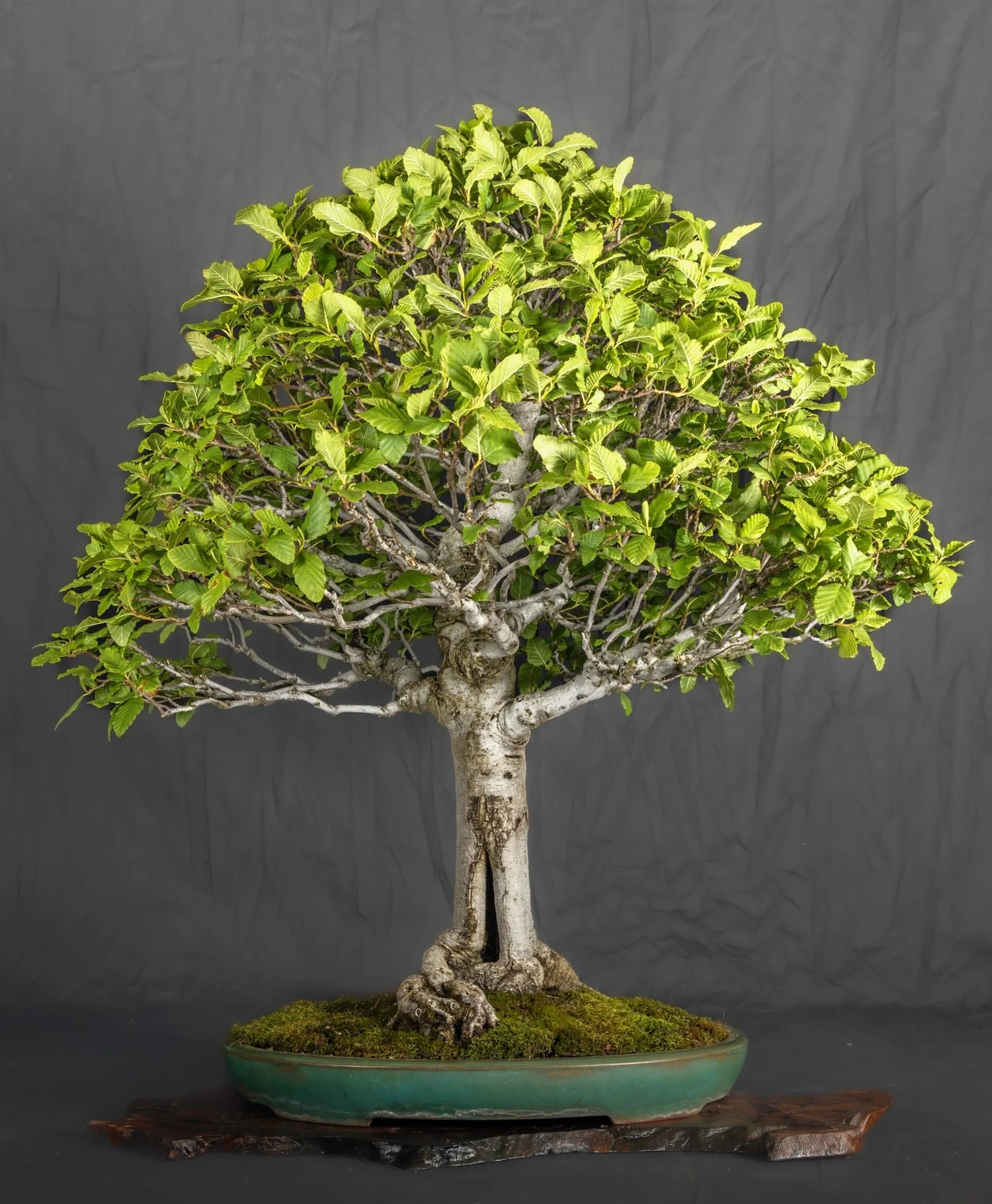 White Alder