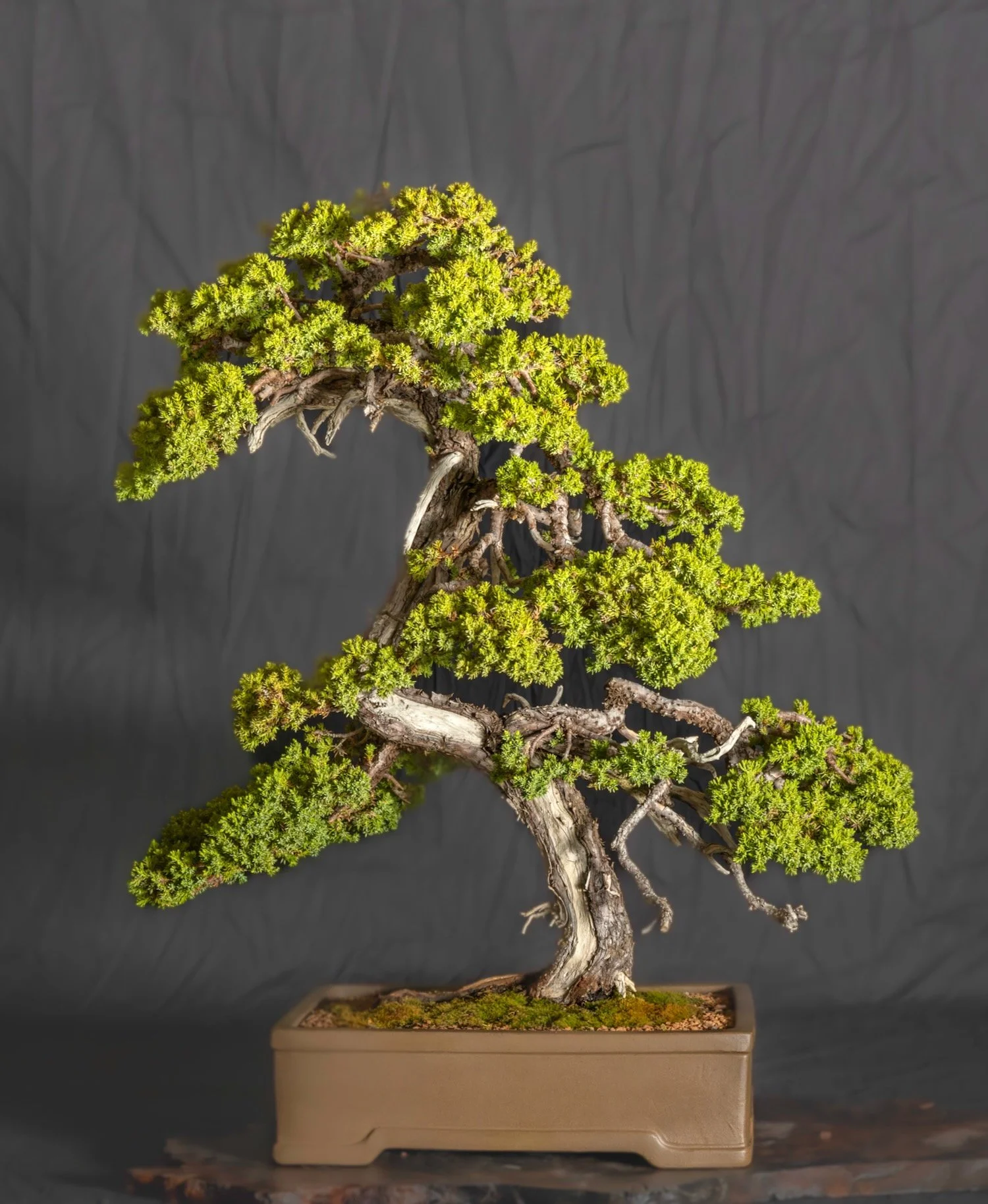 Creeping Juniper