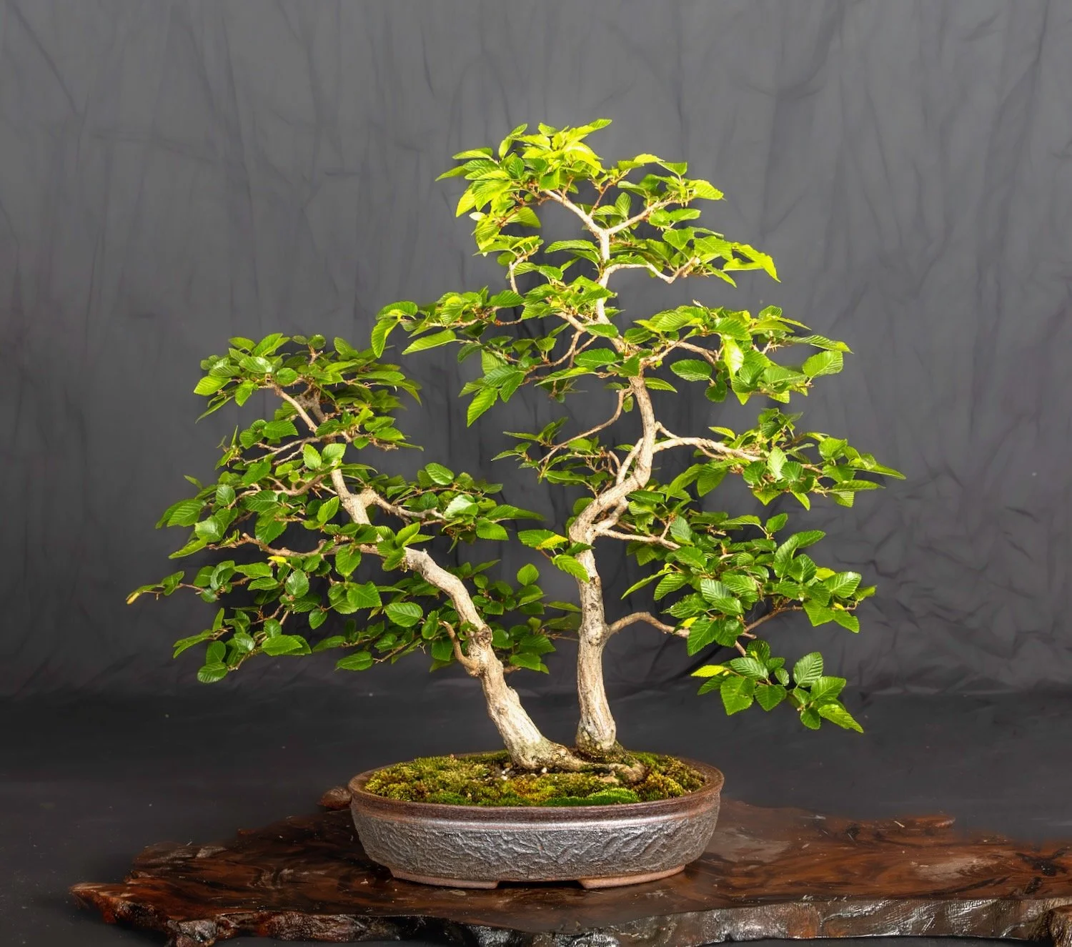 Hornbeam