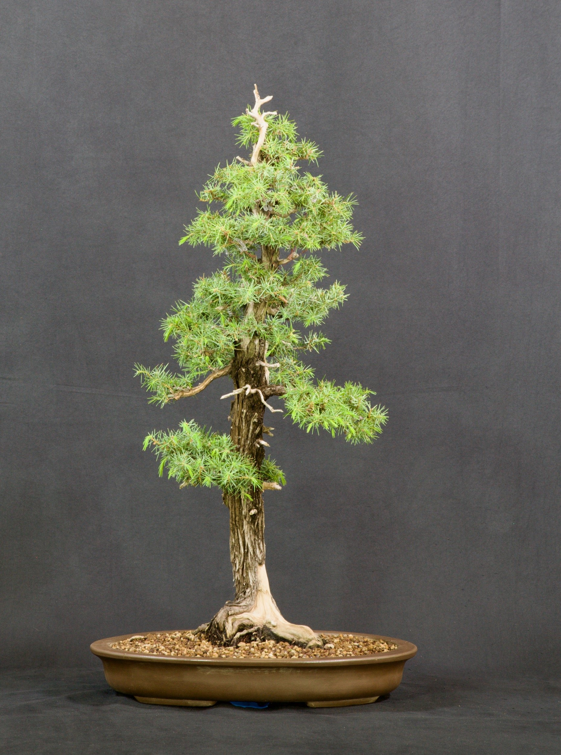 Needle Juniper