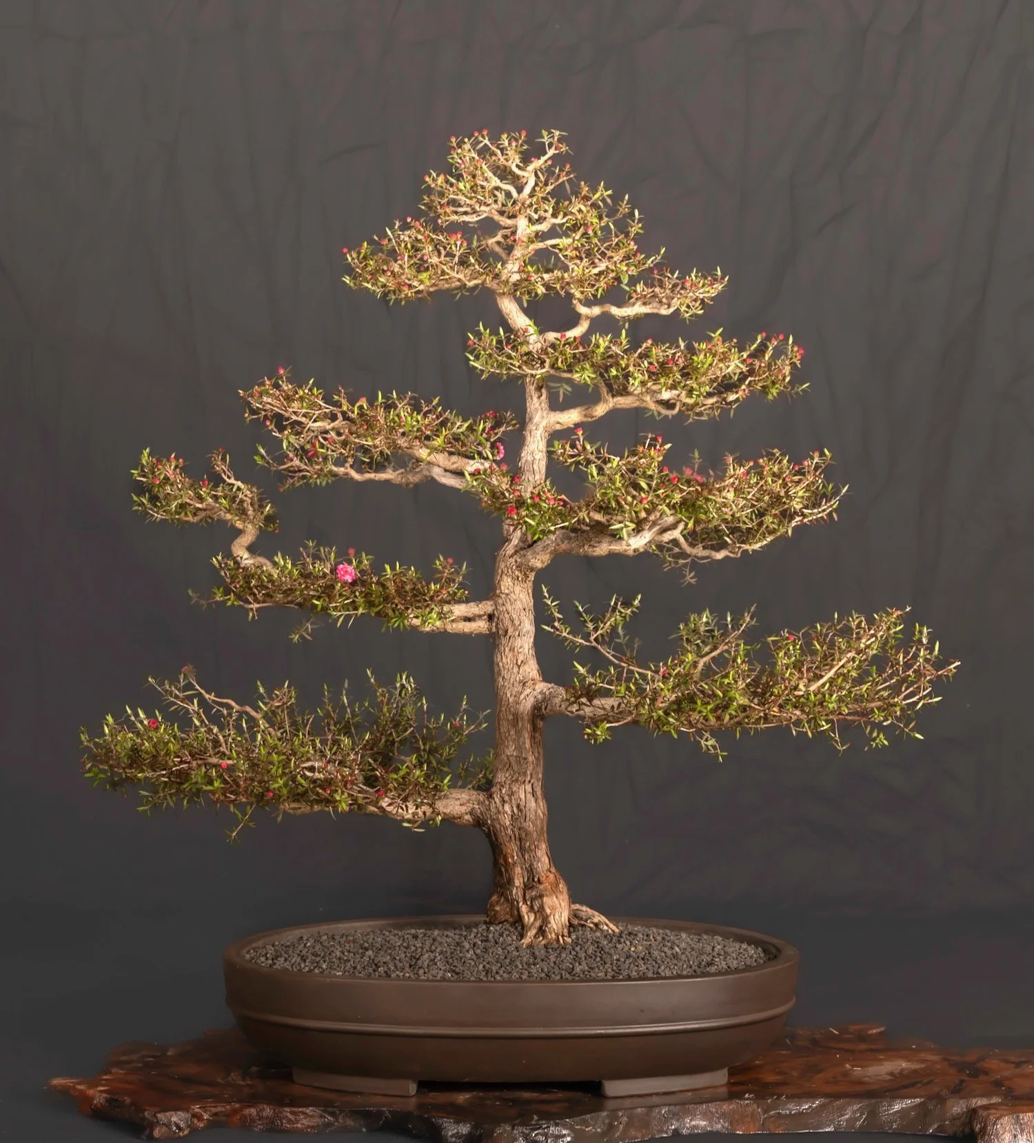 New Zealand Tea Tree