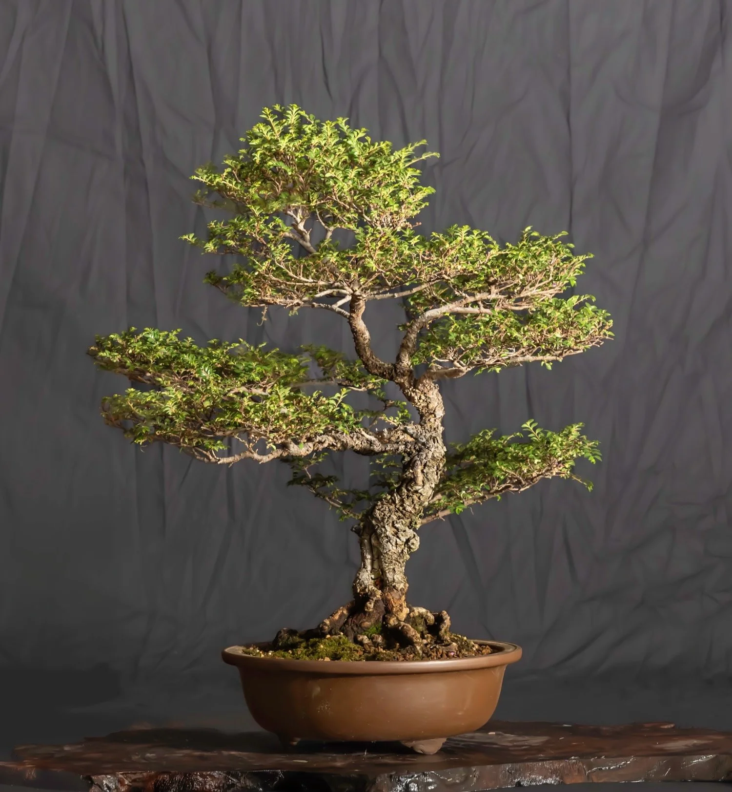 Seiju Elm