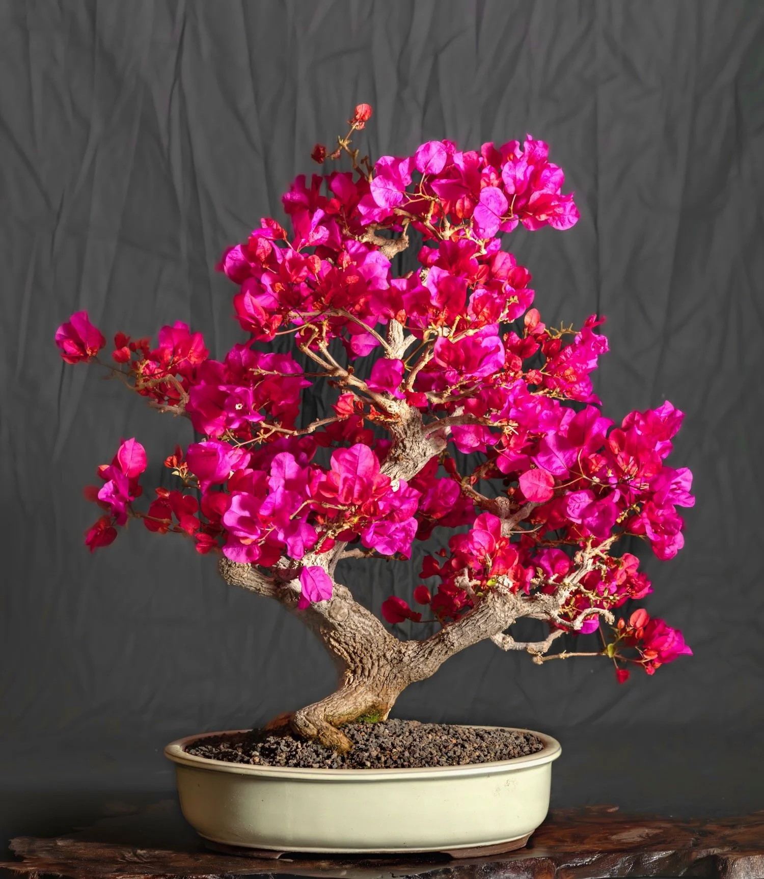 Bougainvillia