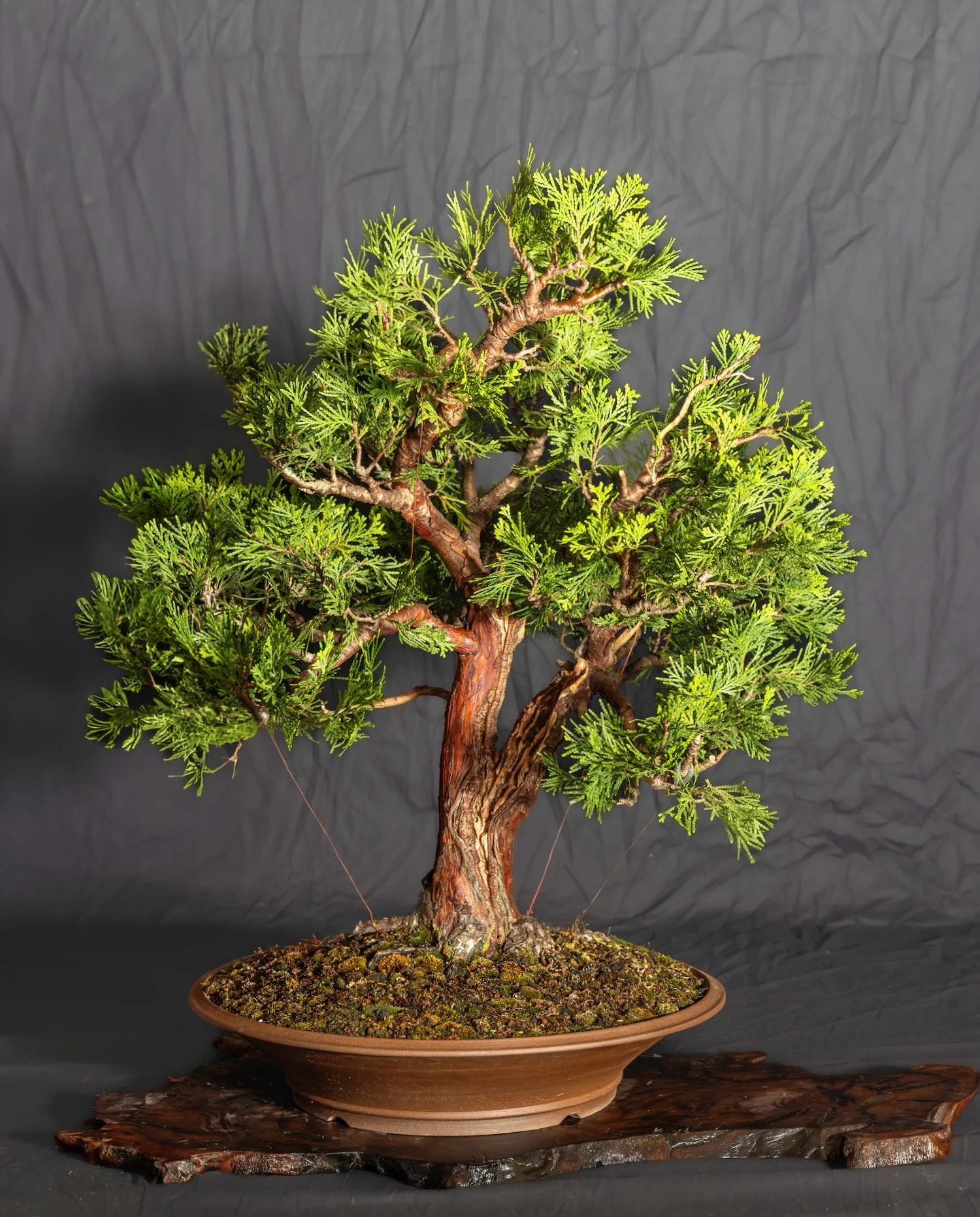 Incense Cedar