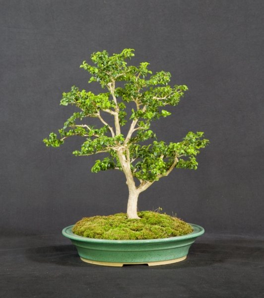 Kingsville Boxwood