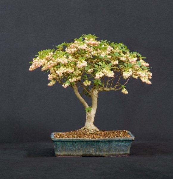 Enkianthus Shohin