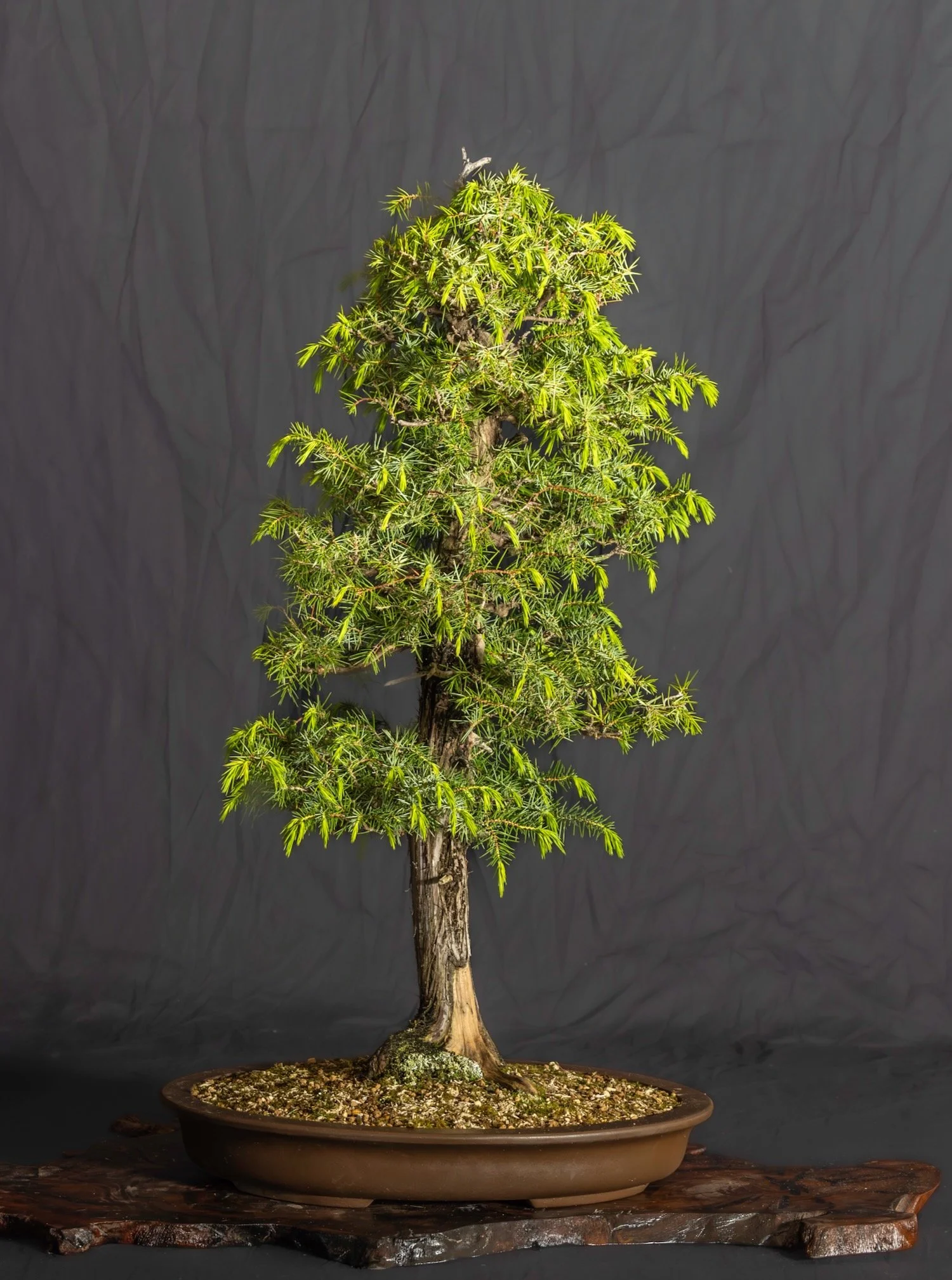 Needle Juniper
