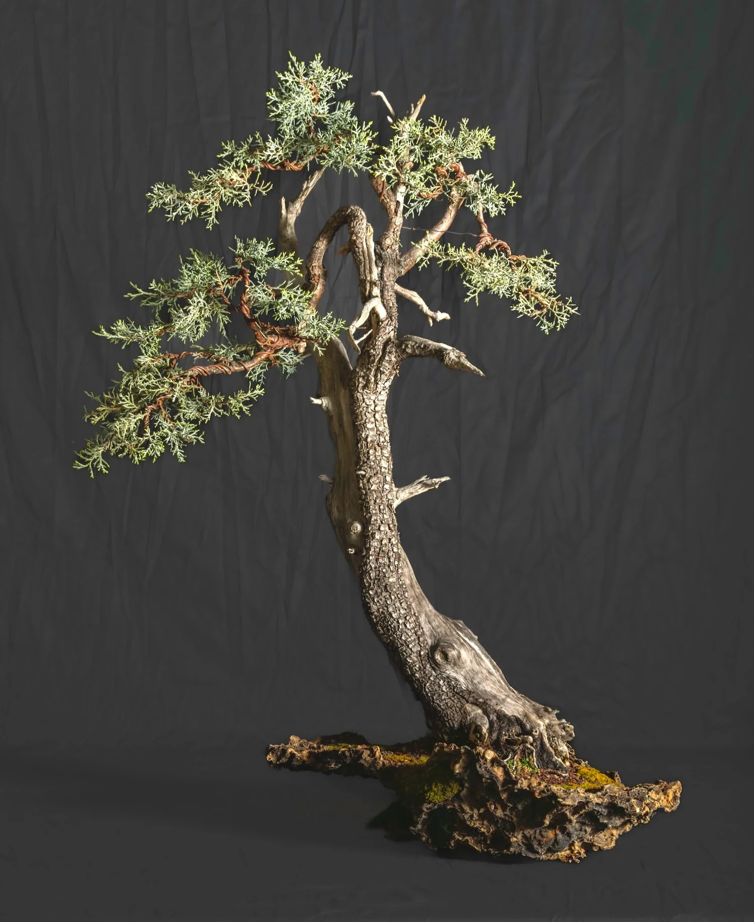 Alligator Juniper