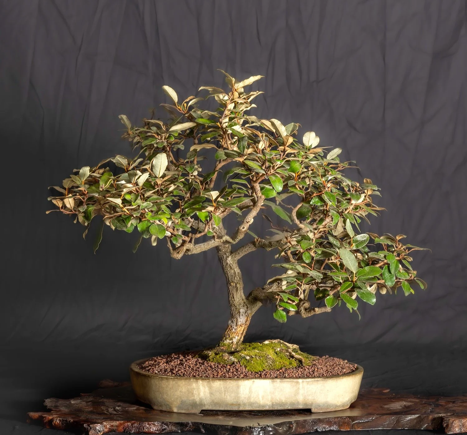 Silverberry
