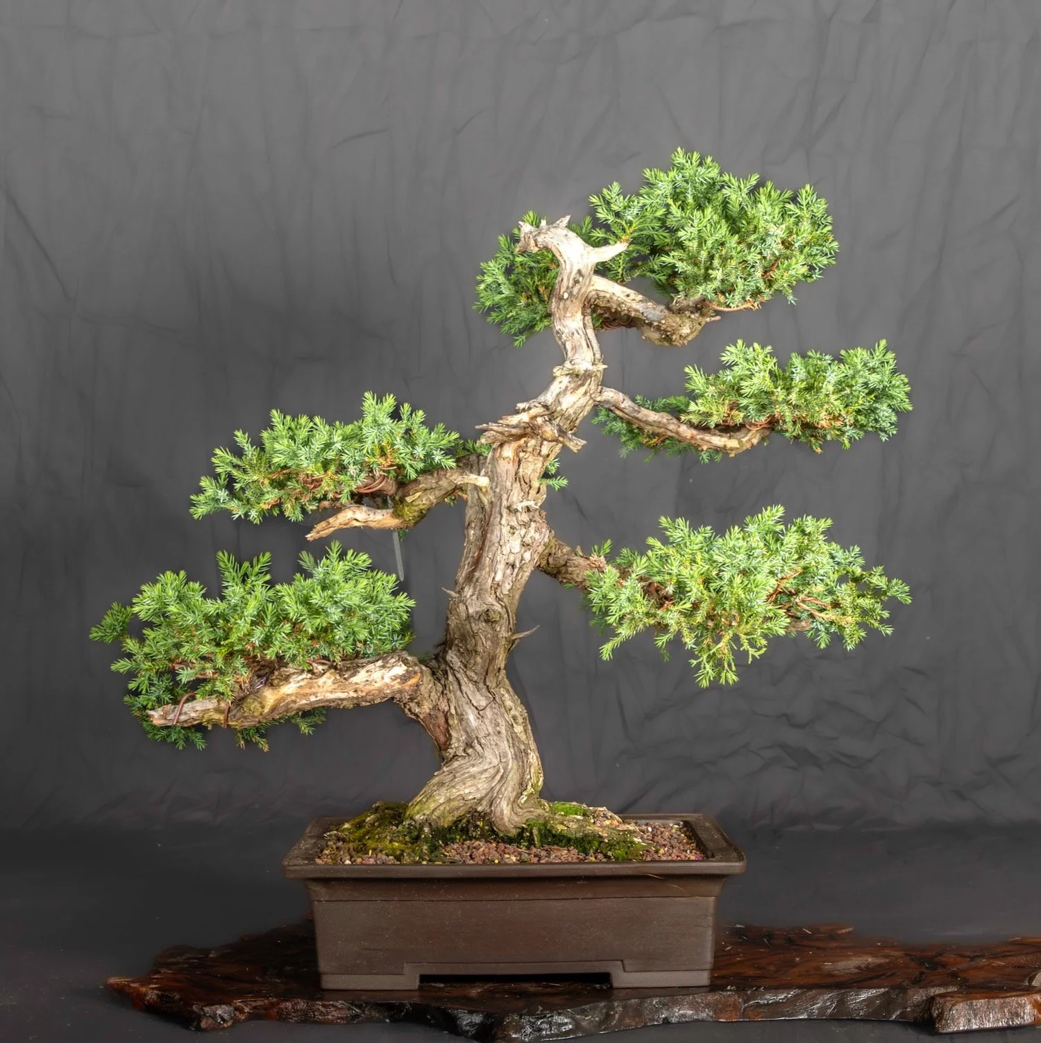 Juniper