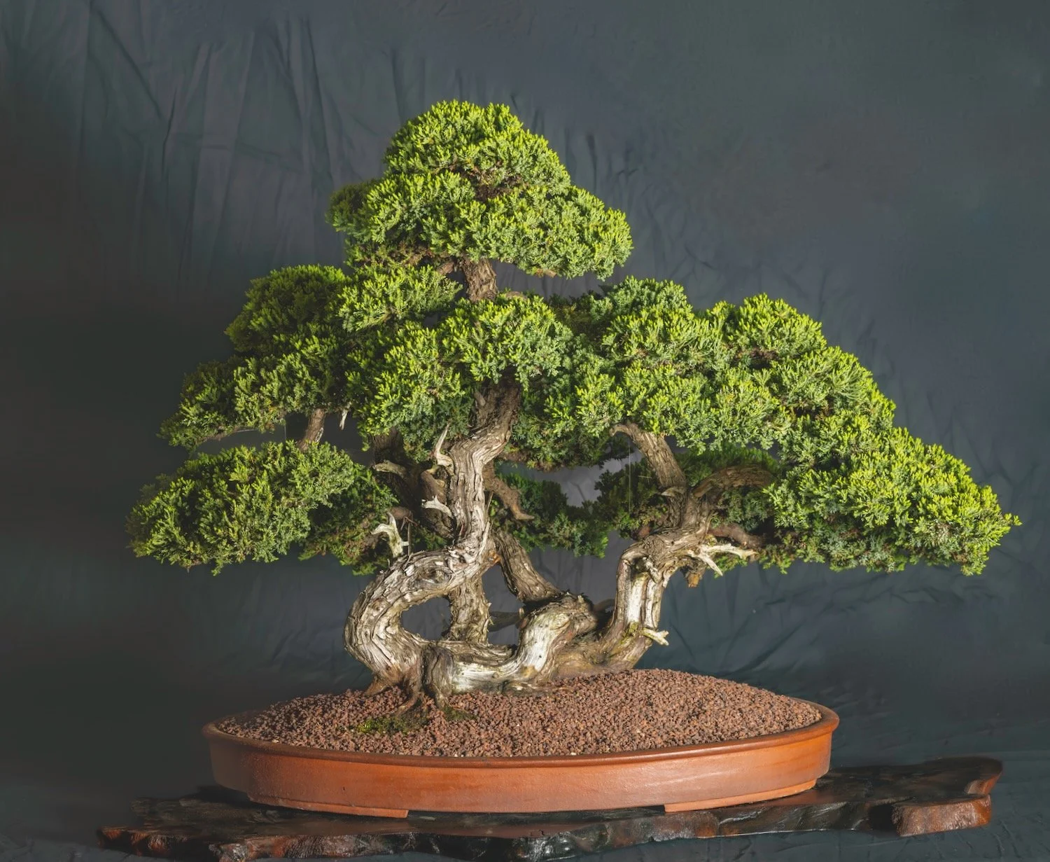 Creeping Juniper (Kusamura Logo Tree)