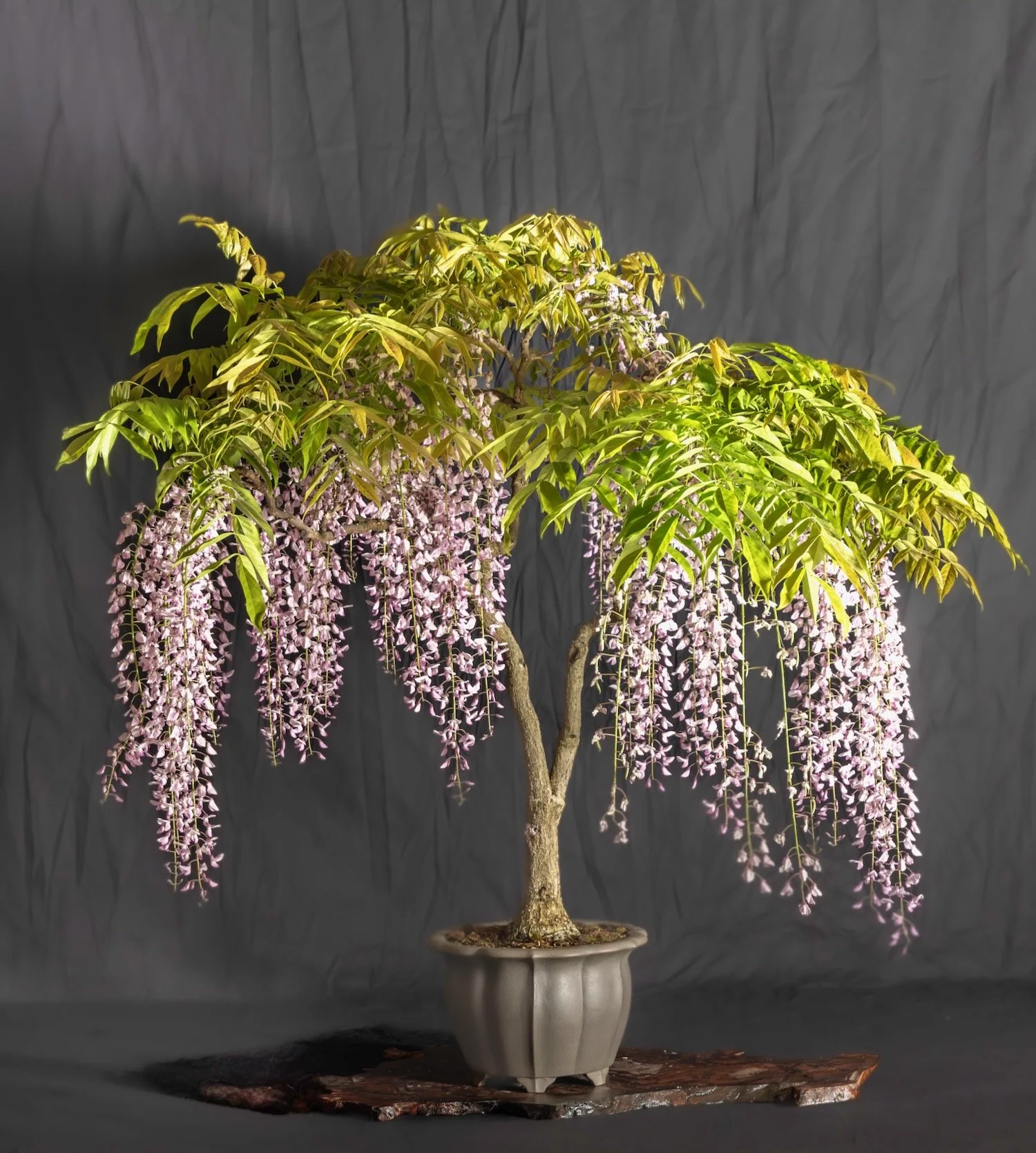 Wisteria
