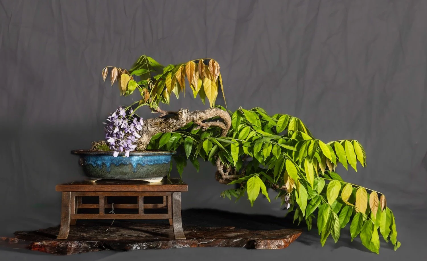 Wisteria