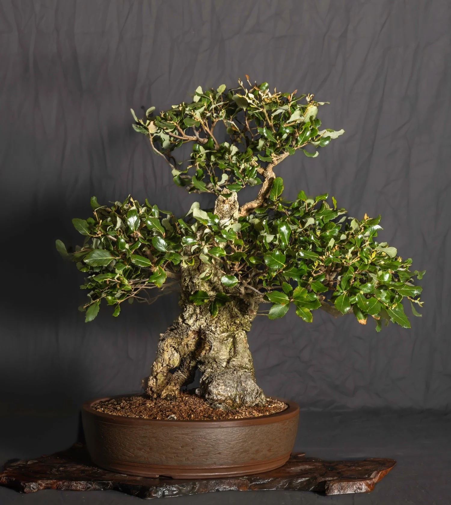 Oak