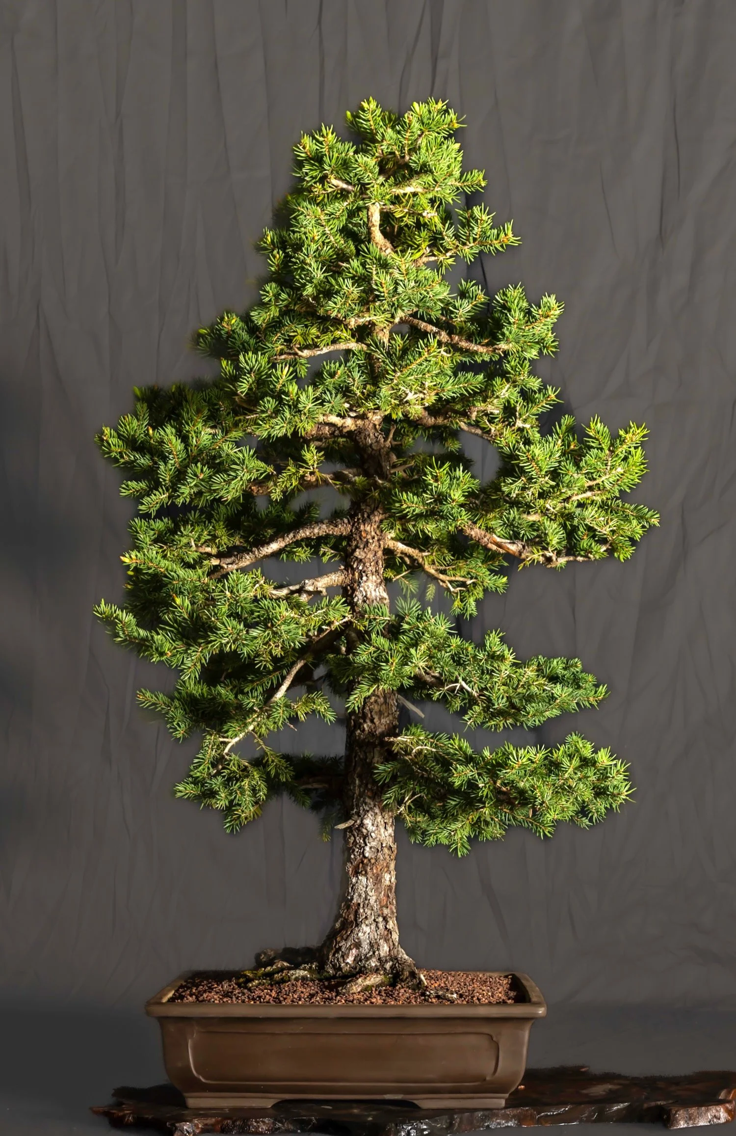Colorado Spruce