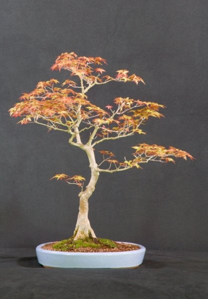 Japanese Plum