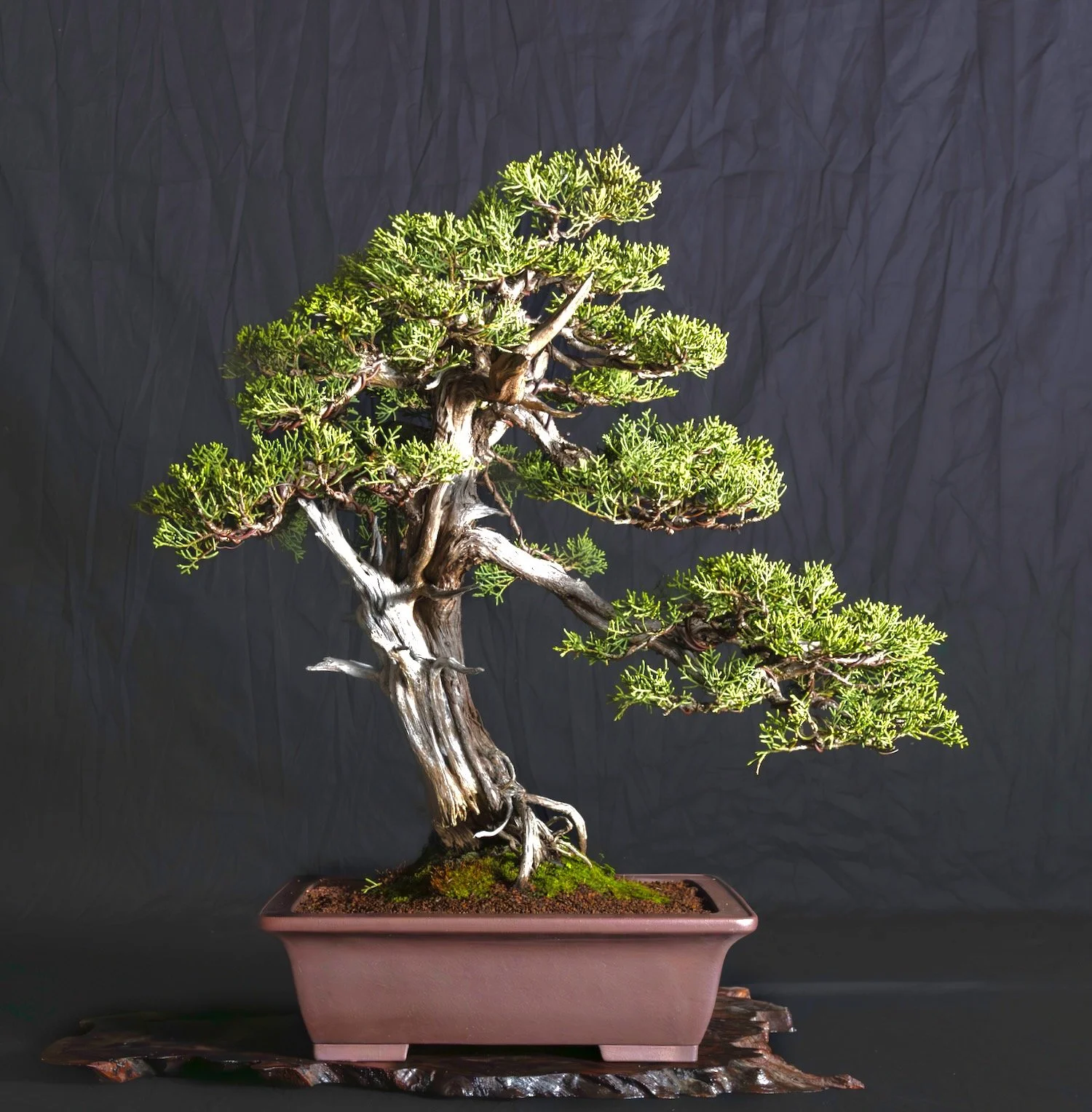 California Juniper