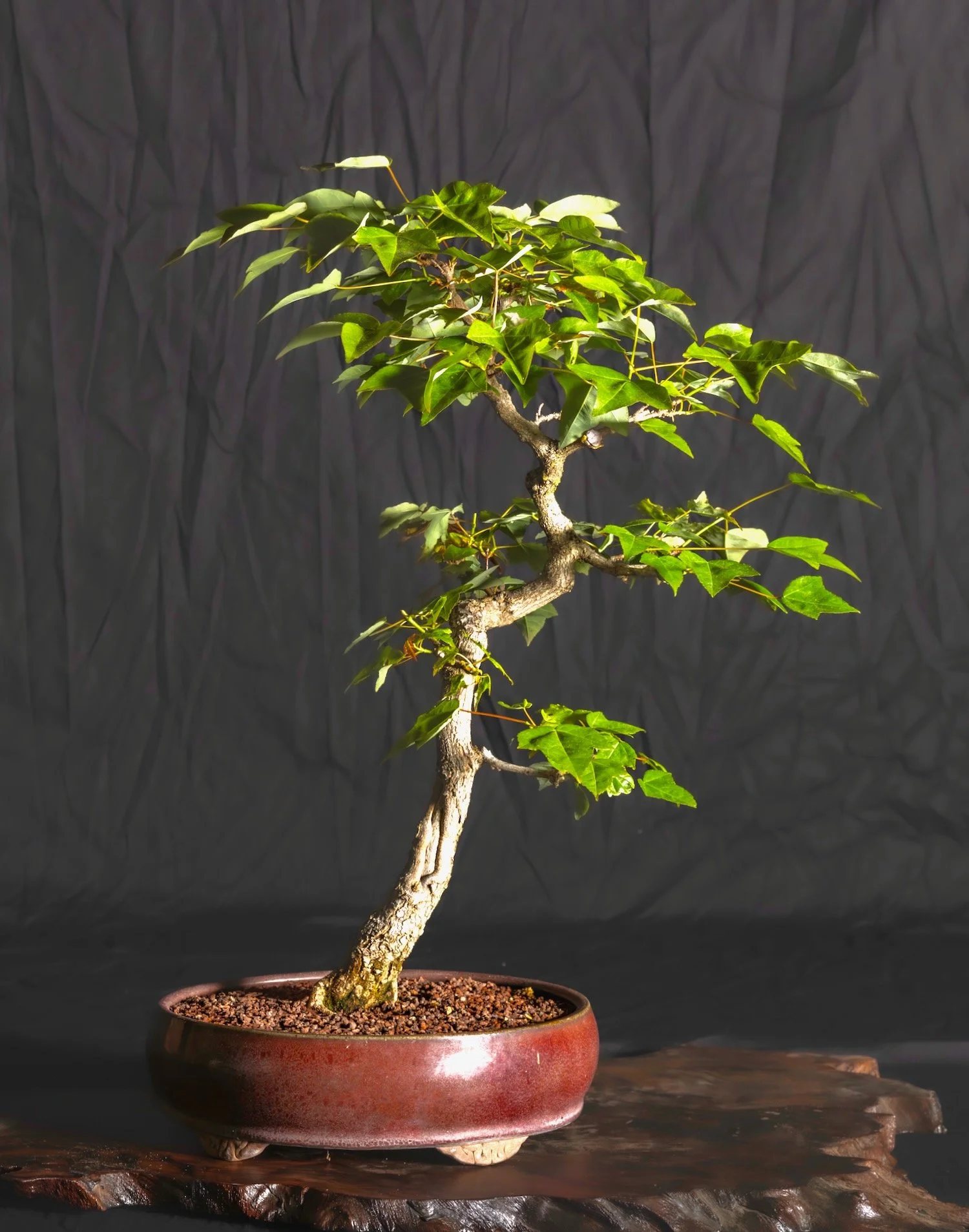 Trident Maple