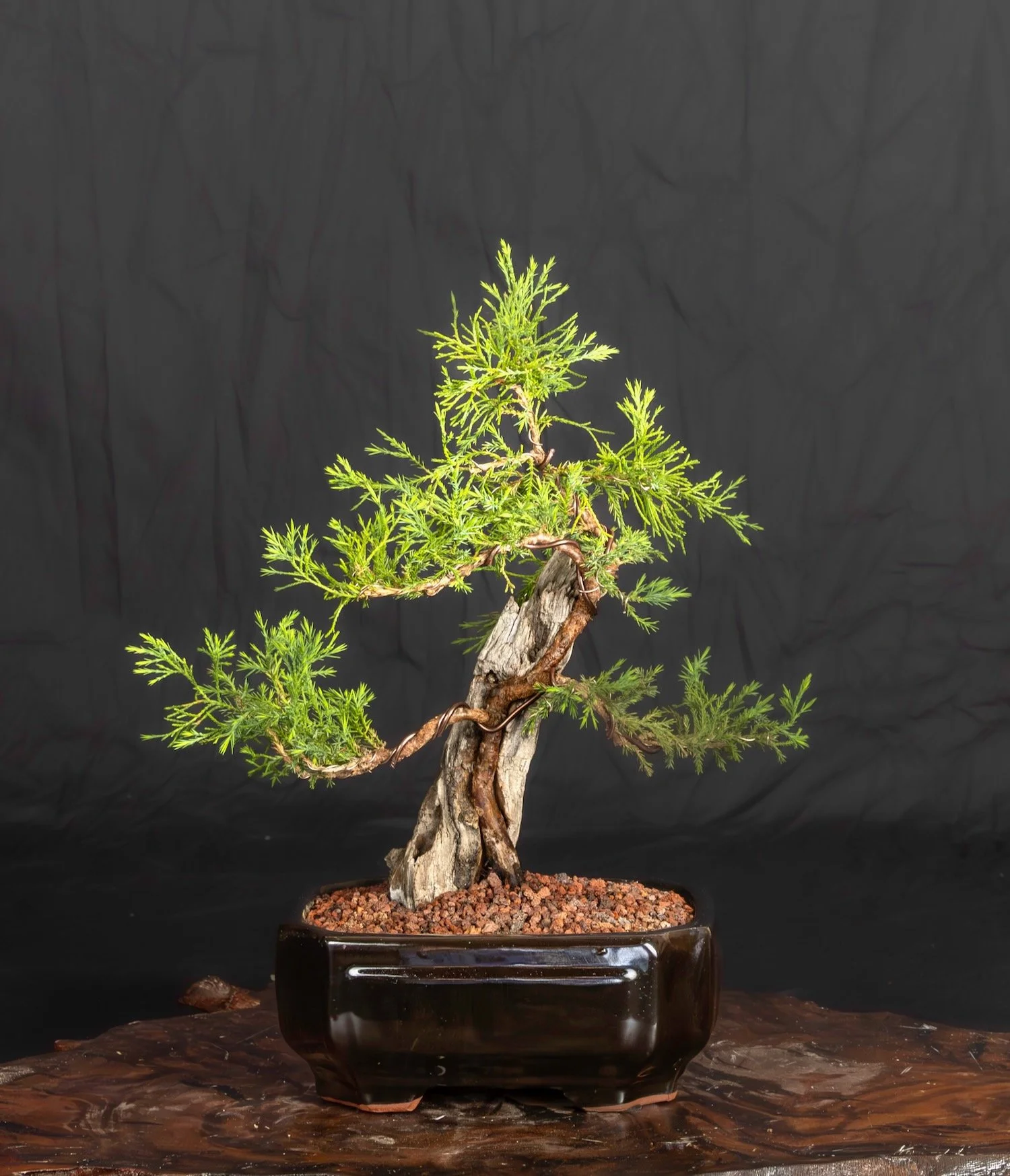 Juniper Tanuki