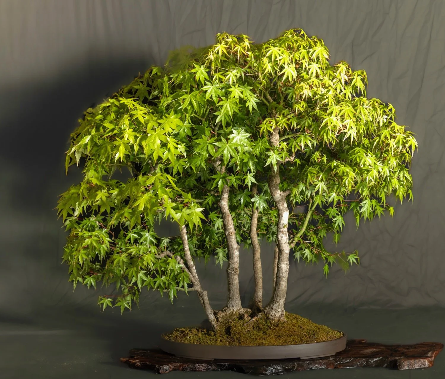 Japanese Maple Group