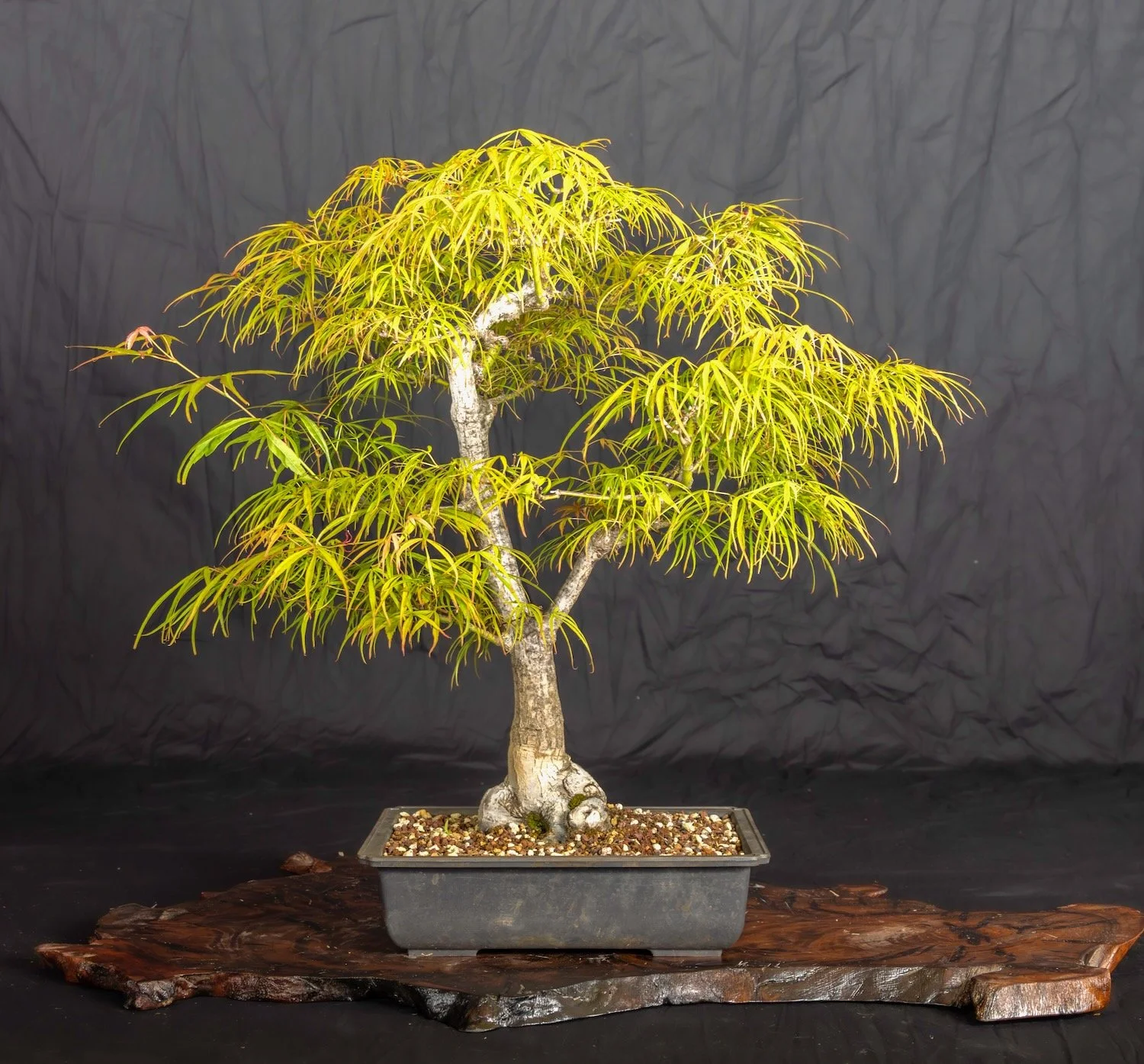 Japanese Maple