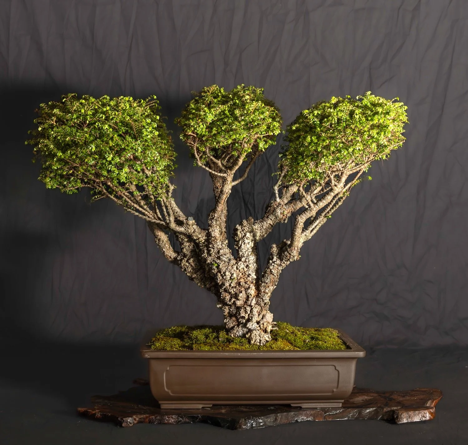Cork Elm