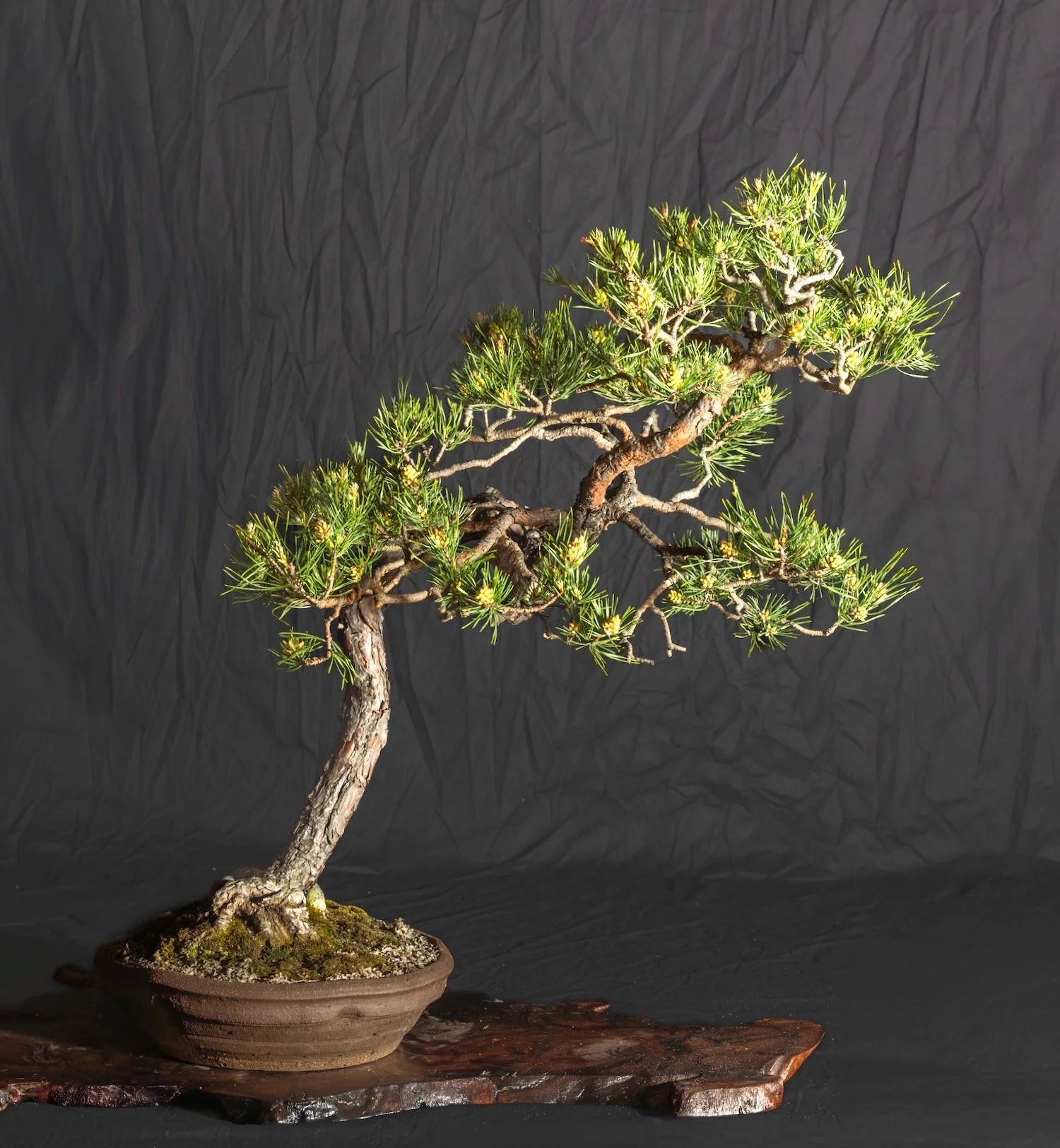 Black Pine