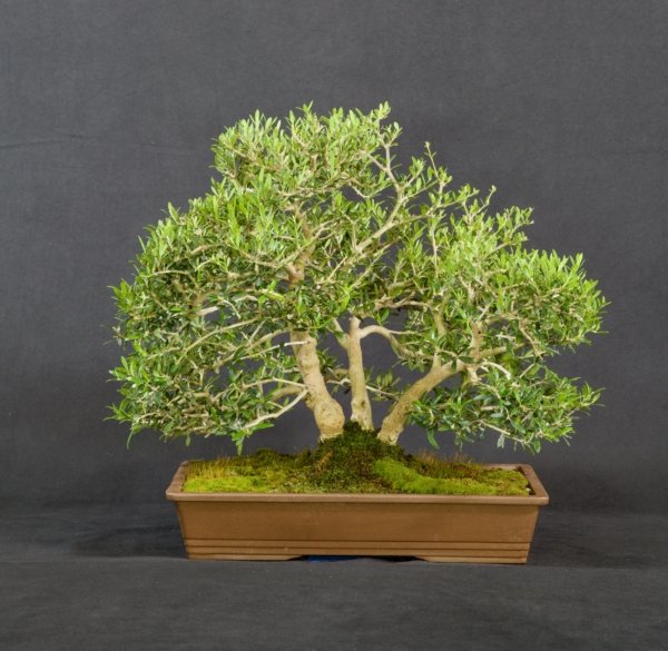 Olive Grove