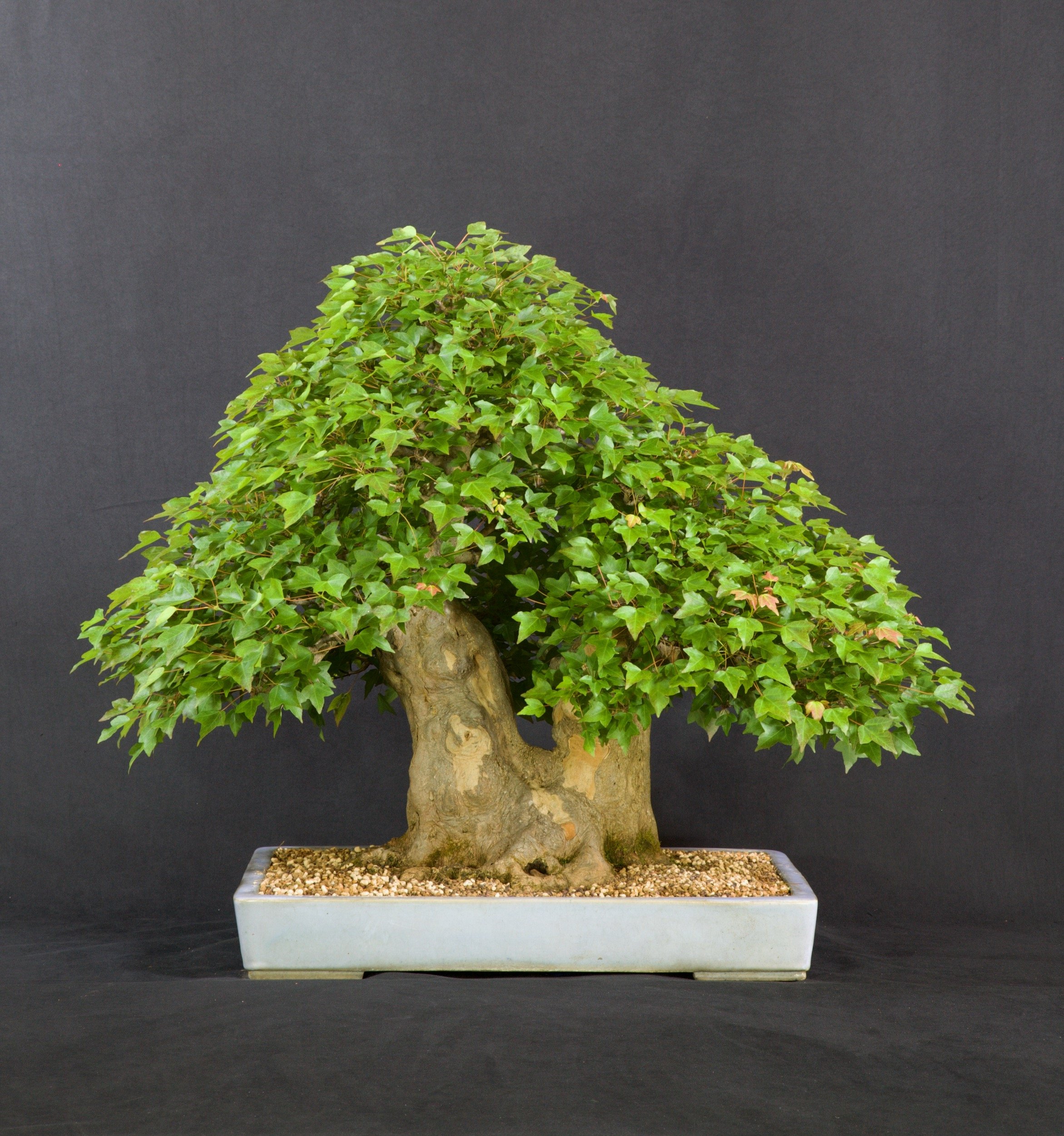 Japanese Trident Maple