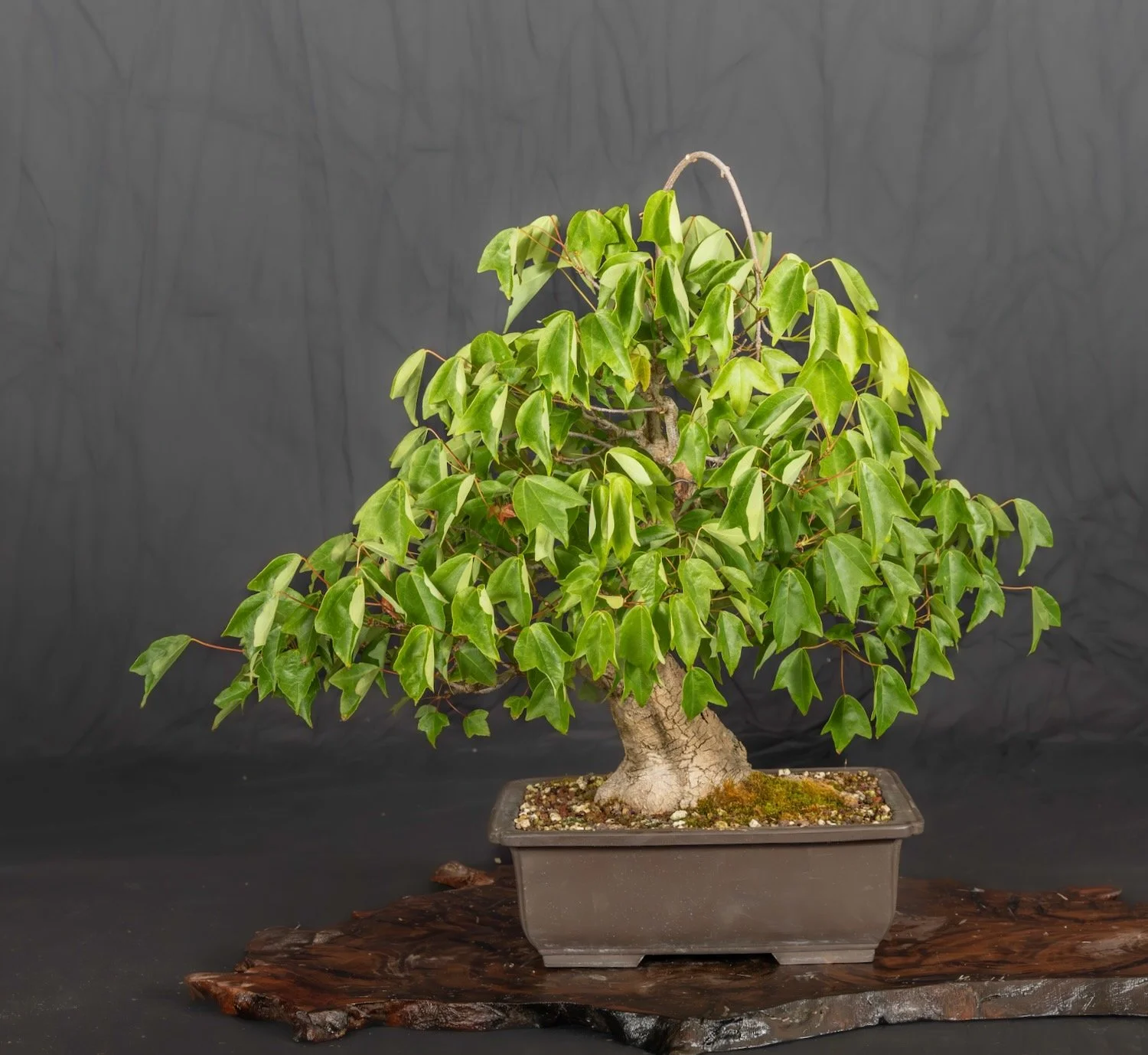 Trident Maple