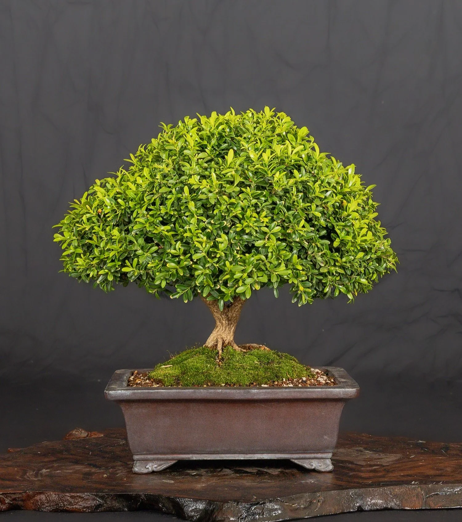 Kingsville Boxwood