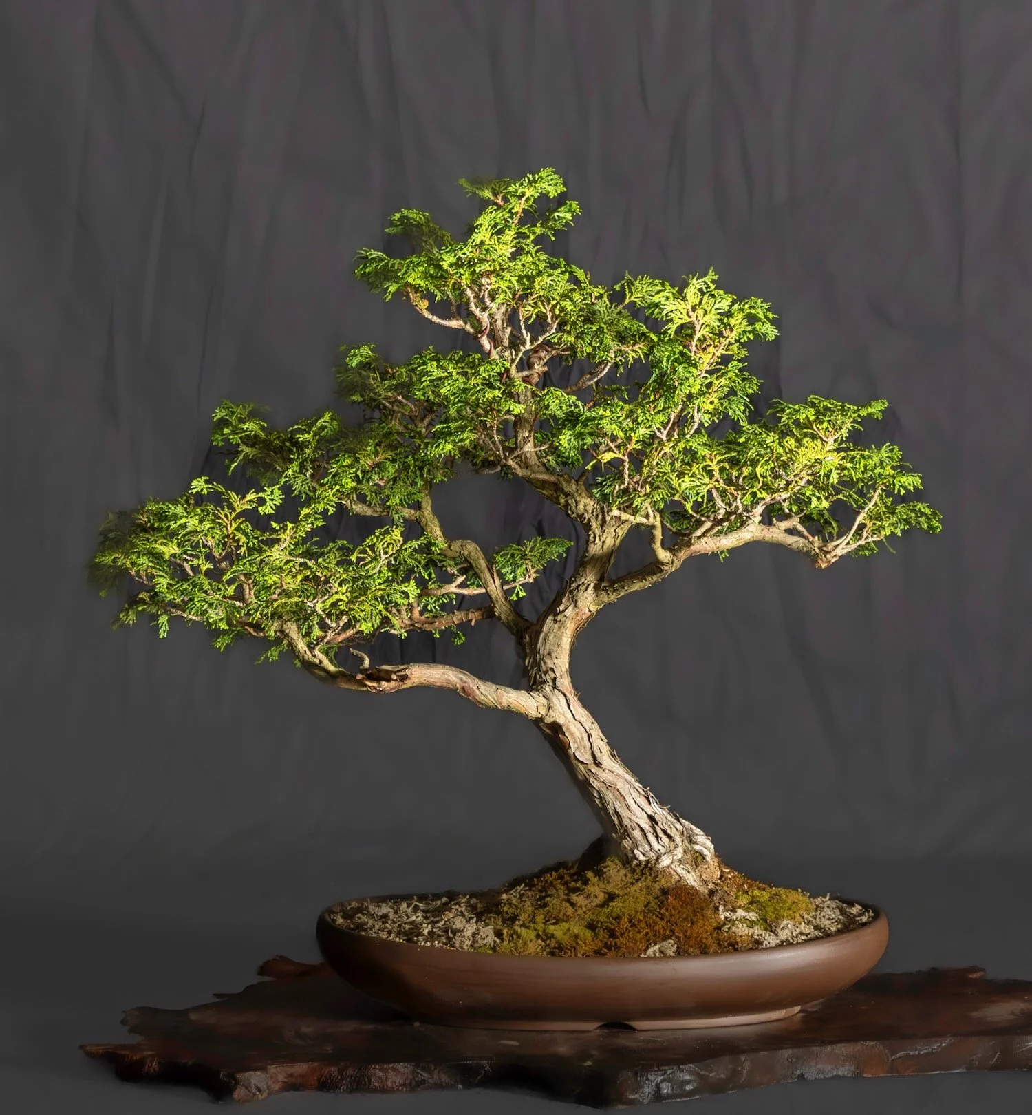 Hinoki