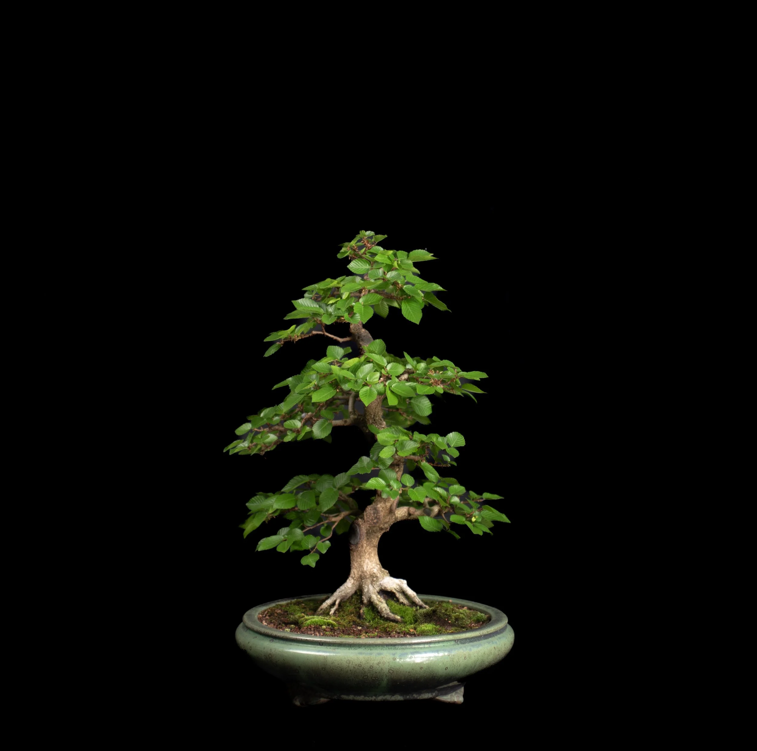 Kusamura_120.jpg