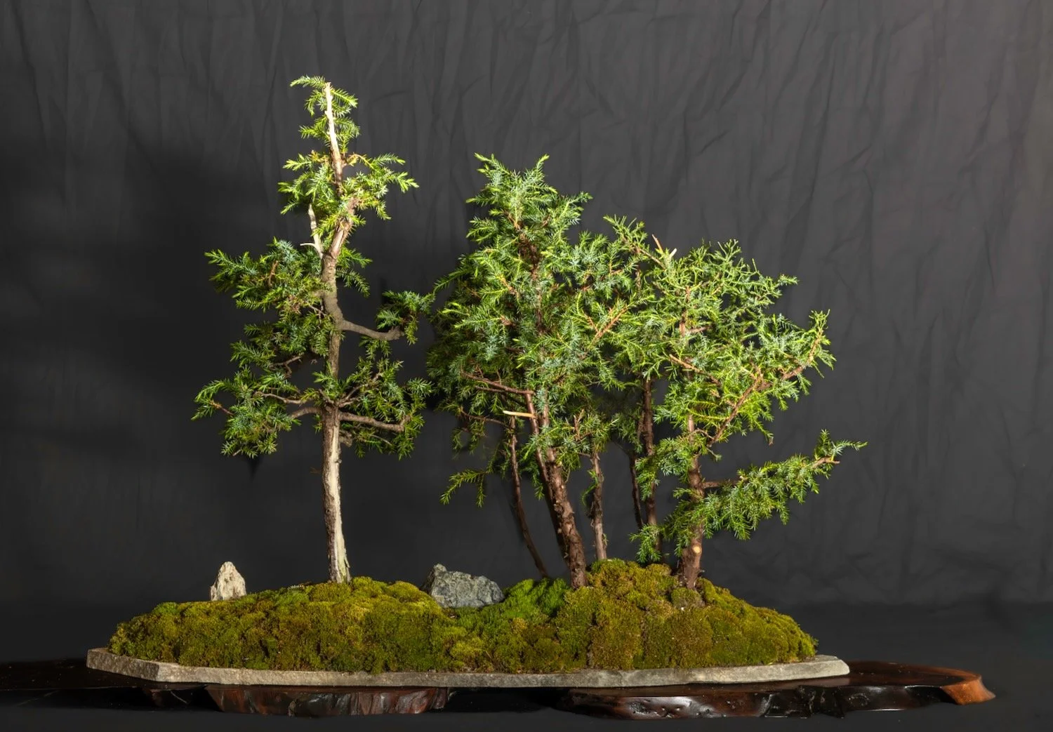 Juniper Forest on Large Slab