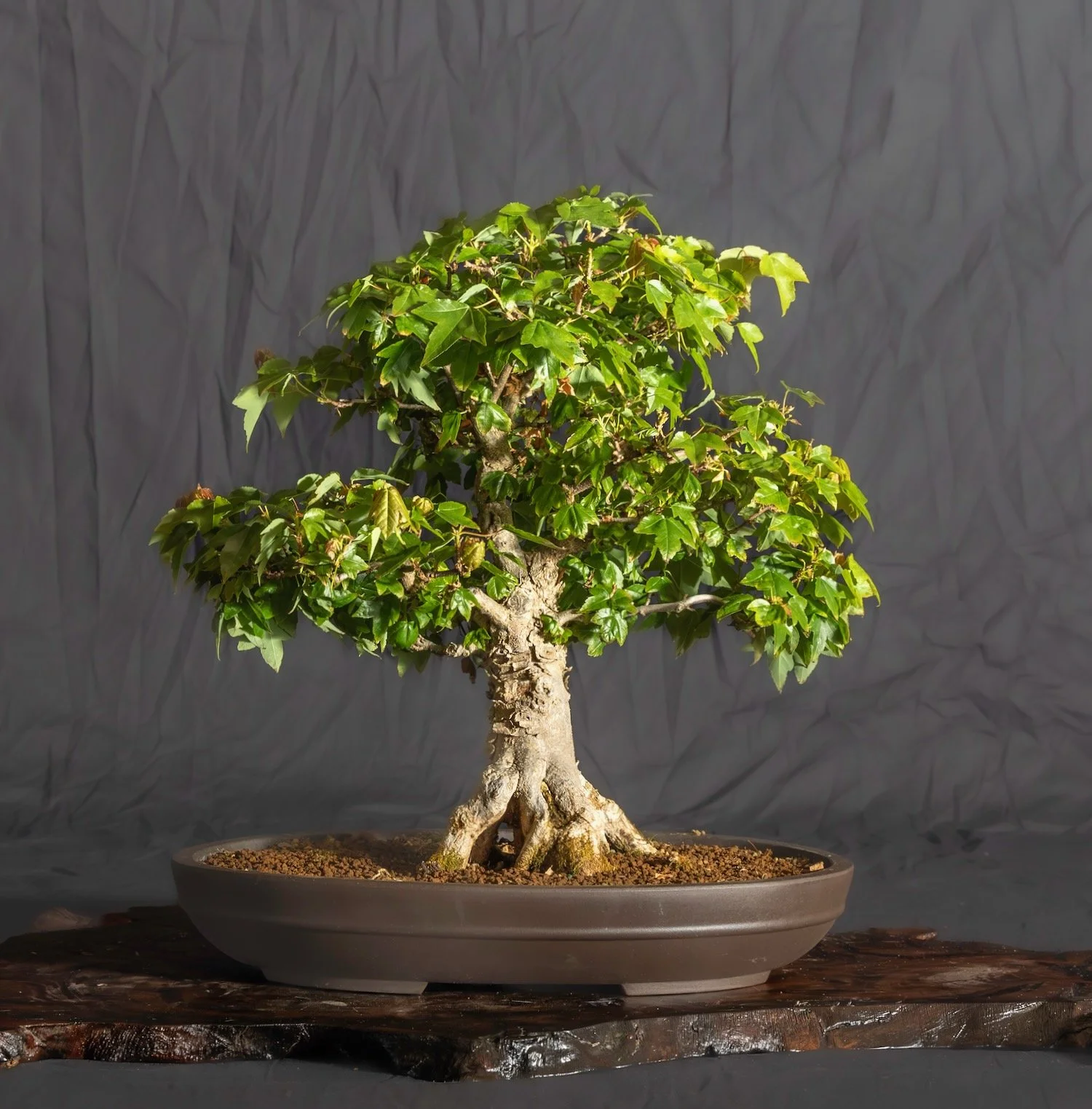 Trident Maple