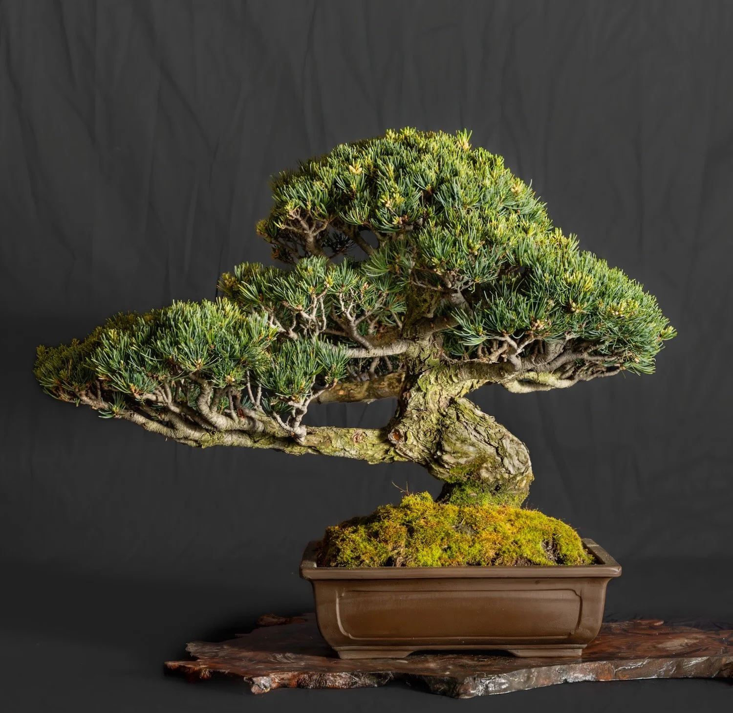 Japanese White Pine