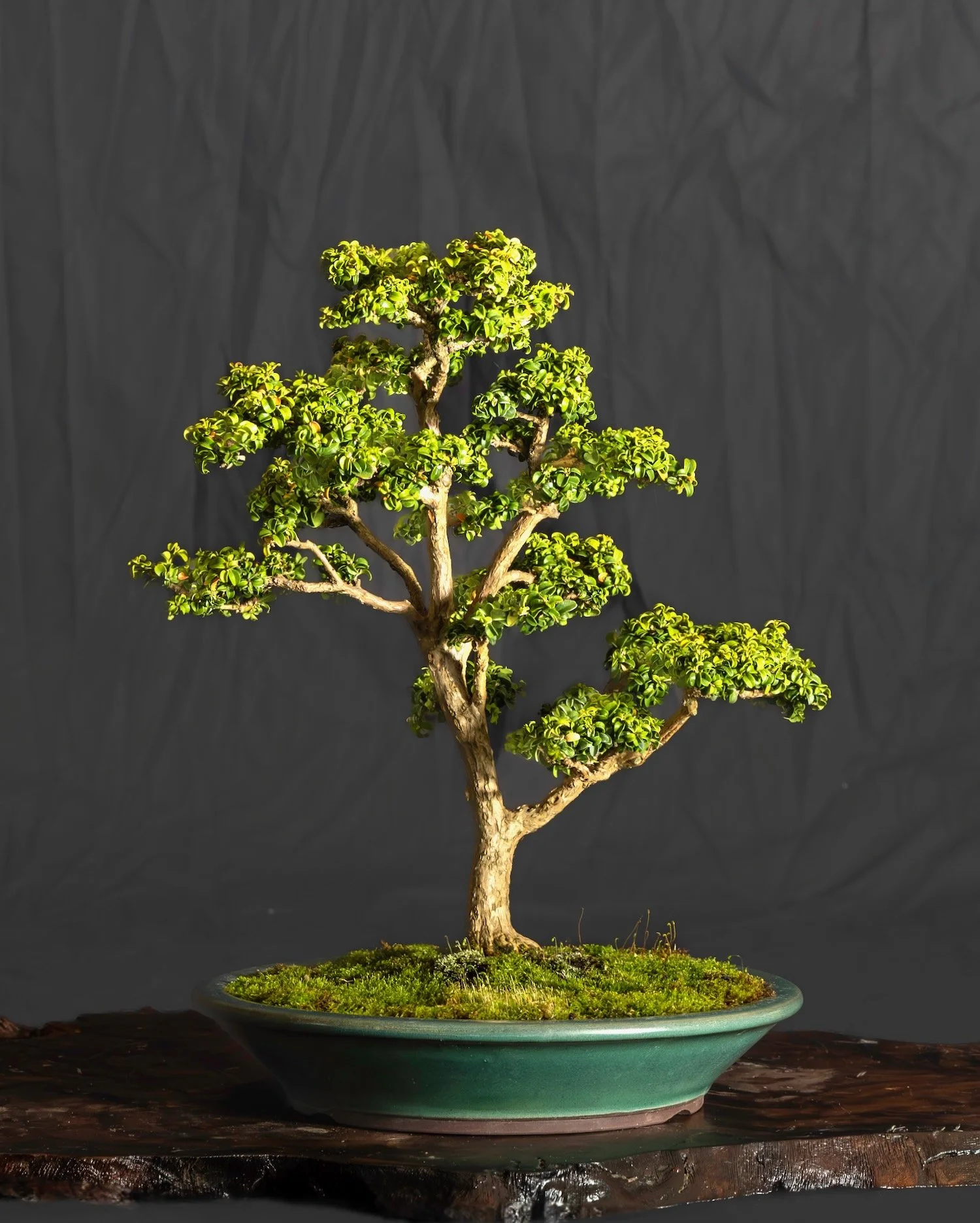 Kingsville Boxwood