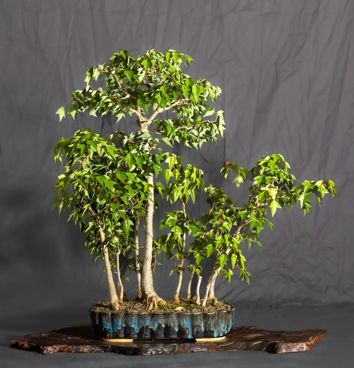 Trident Maple Forest