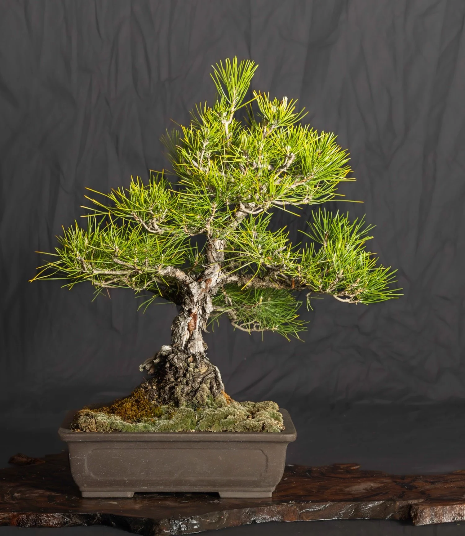 Black Pine