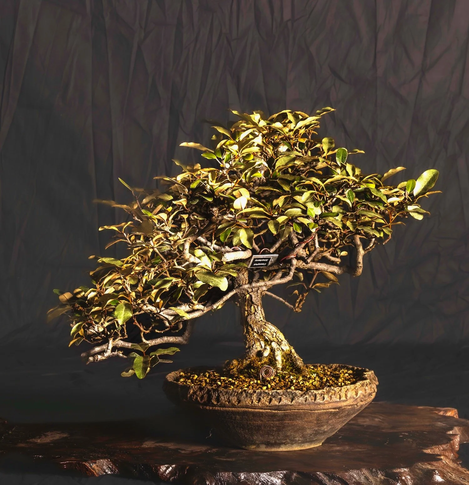Silverberry