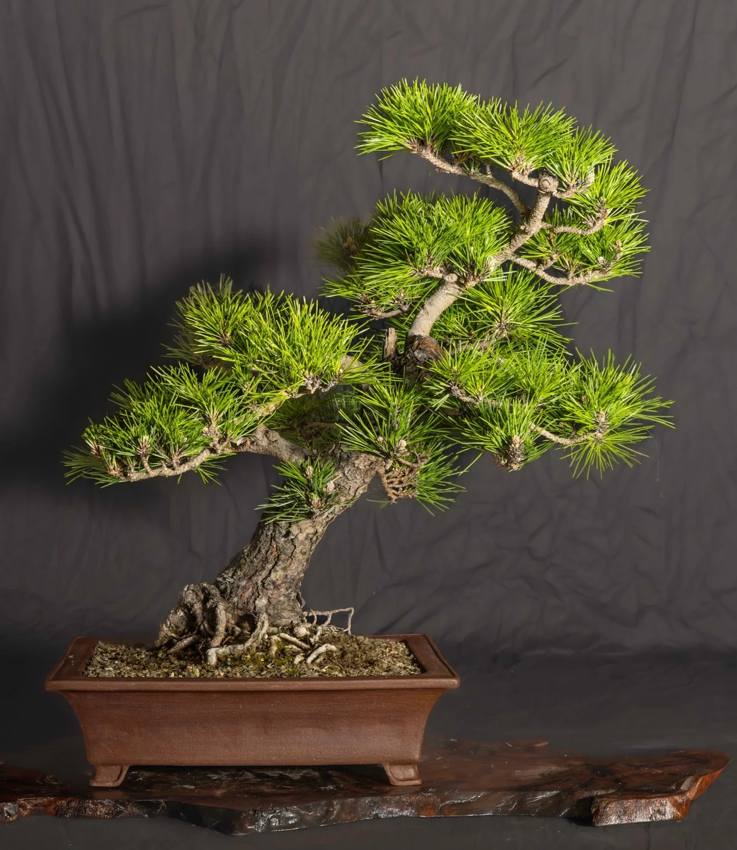 Japanese Black Pine