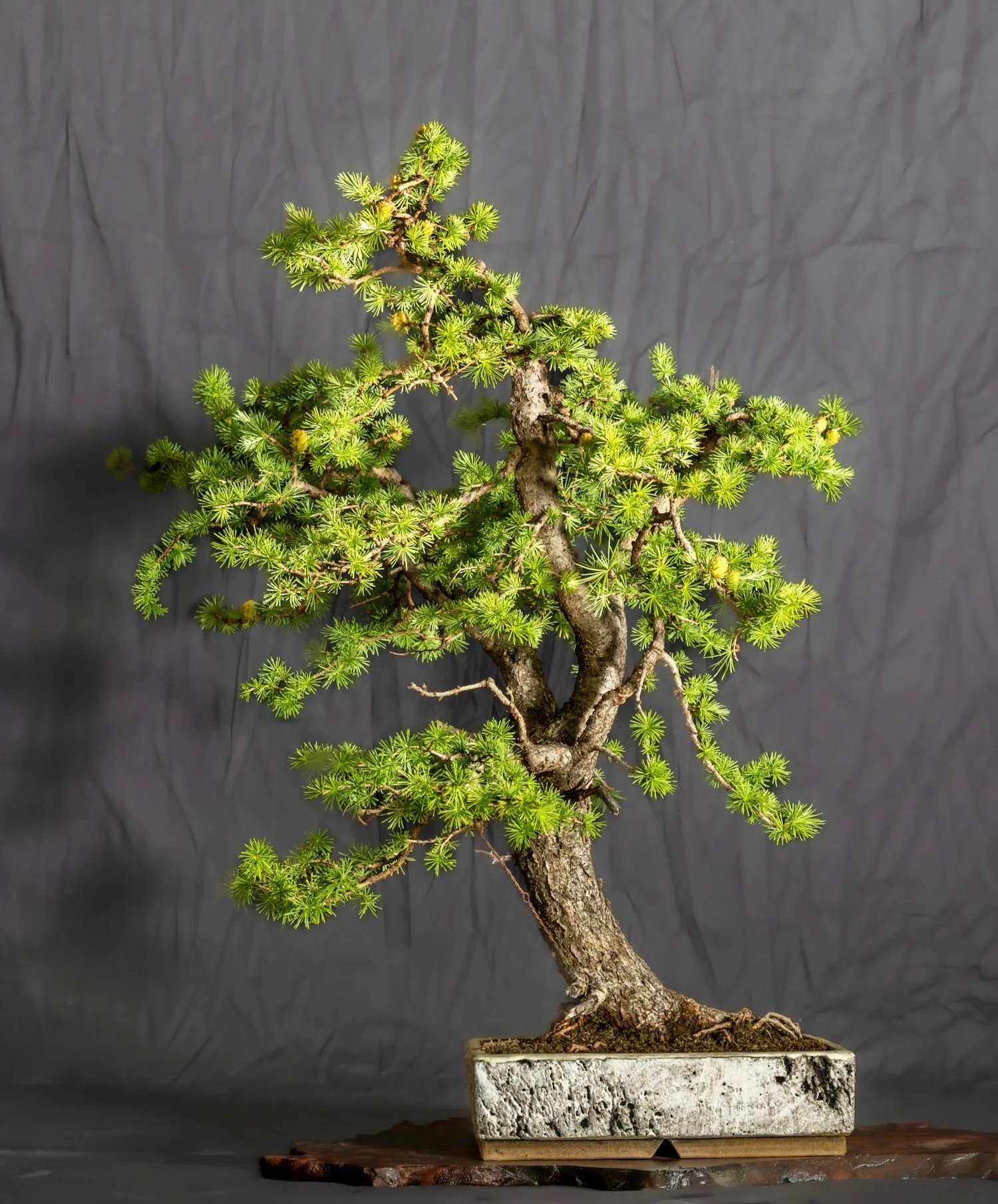 Larch