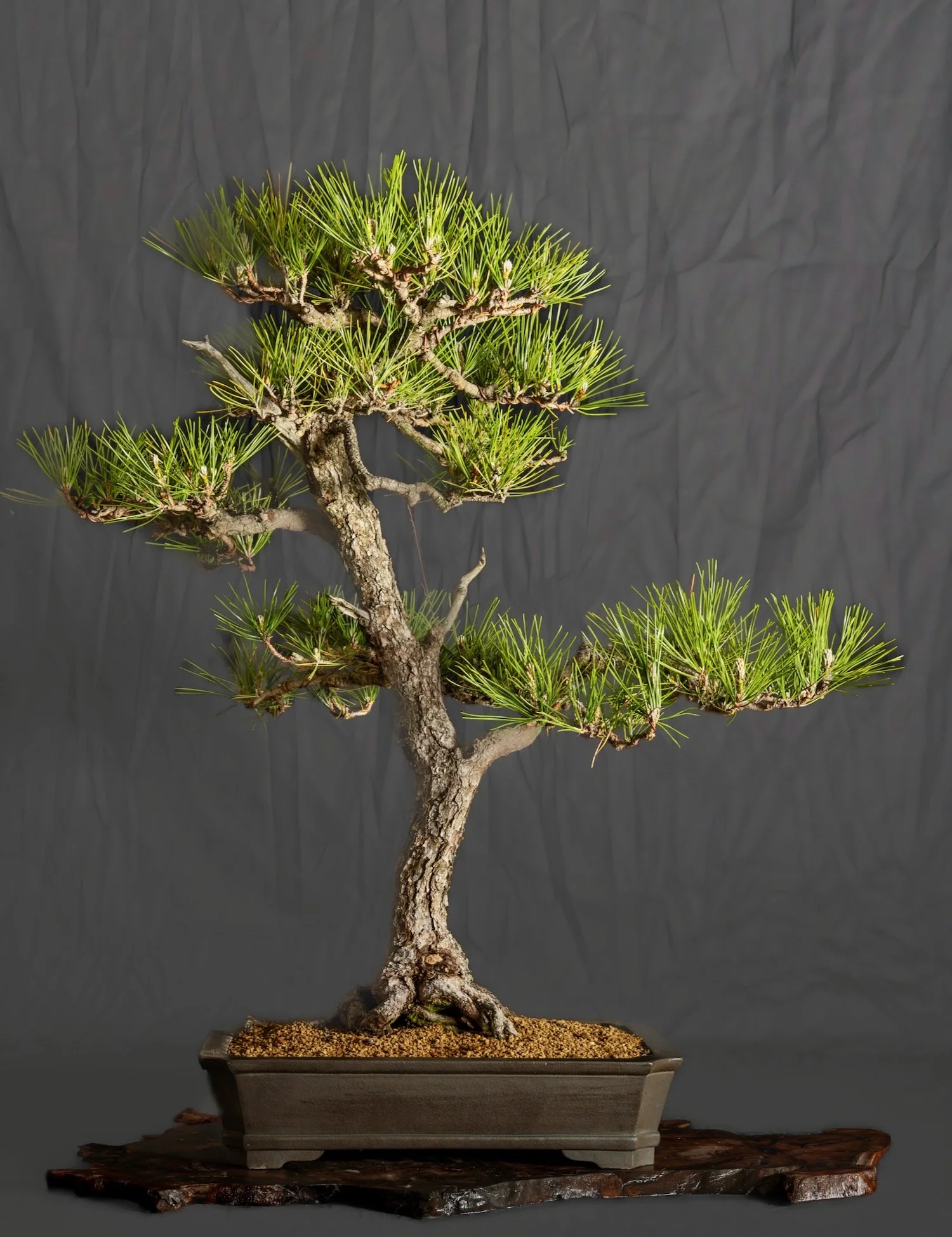 Black Pine