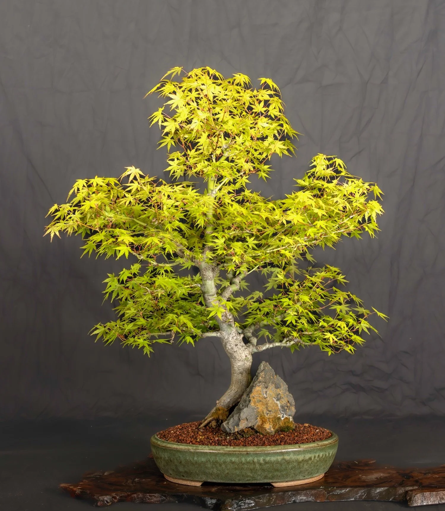 Japanese Maple over Rock
