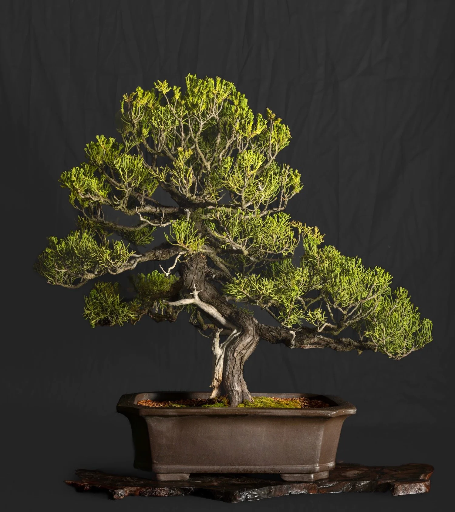 Prostrata Juniper