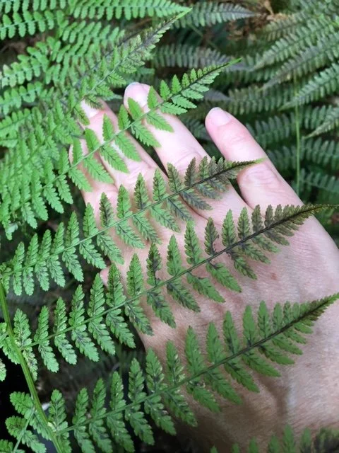 Celebrate Canada Parks Day with a Guided Forest Therapy Experience open to Healthcare Professionals